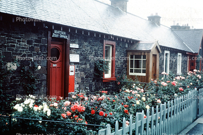 garden, rose, Post Office, Beattock