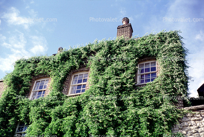 Ivy, England