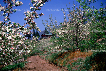 Blossoms, Trees, Orchard, Dirt Road, Home, House, May 1959, 1950s, unpaved