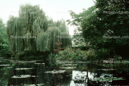 Monets Garden, Pond, Giverny