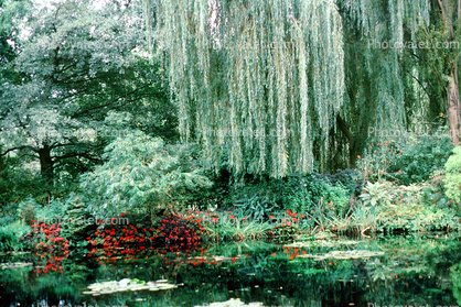 Monets Garden, Pond, Giverny