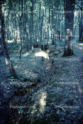 Trench, WWI, Forest, Thierry, Belleau Wood, 1964, 1960s