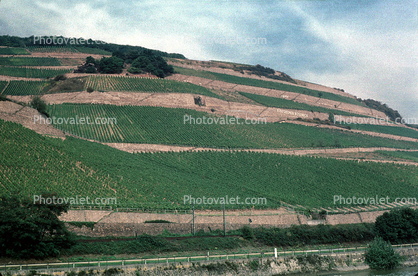 Vineyards, Hills, Mountains, north of Mainz, Rhine River, (Rhein)