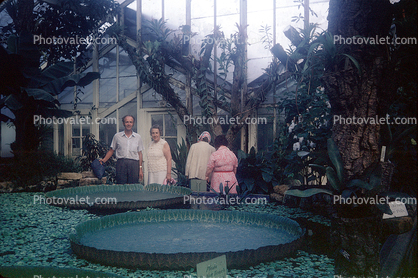 Giant Lily Pads, Toadstools, broad leaved plant, Victoria water-lilies, 1950s