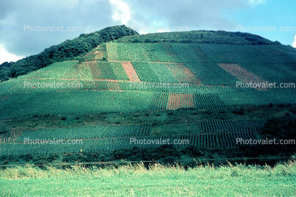 Weinbaugebiete, Mosel, green steep hills