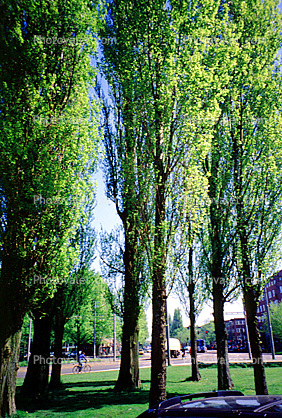 Trees, Garden, Amsterdam