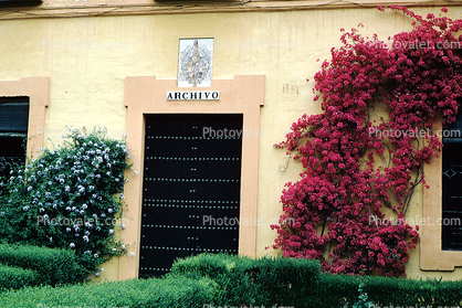 Bougainvillea, flower, gate, Seville
