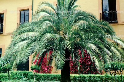 Palm Tree, Seville
