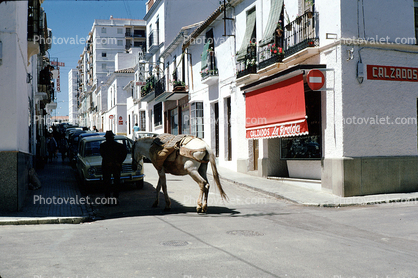 Donkey, cars, street, Ronda, Calzados