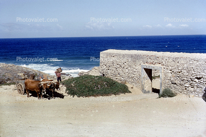 Oxen Cart, stone wall, beach, ocean