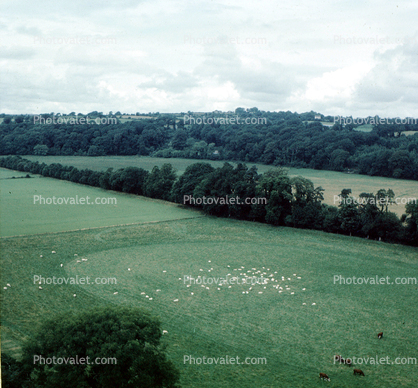 Sheep, fields, meadow, from Blarney Castle