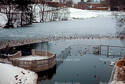 Pond, Water, Ducks, Frogner Park, Oslo