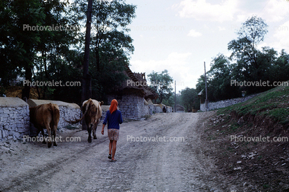 Ox and a Dirt Road, August 1986