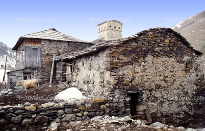 Cow, Homes, Houses, Buildings, Village, Town, Svaneti, Caucasus Mountains