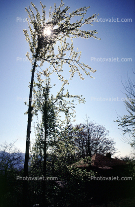 Tree, sun, Caucasus Mountains, Svaneti
