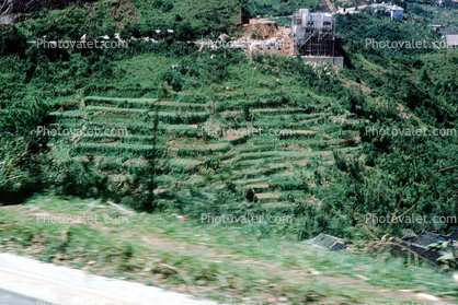 Rice, Terrace, Terracing, Guangdong