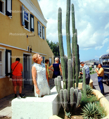 Woman looking up High, Cactus Garden, bus, Curacao, Willemstad