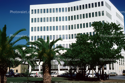 Bank Building, Palm Trees, palmtrees, Hamilton