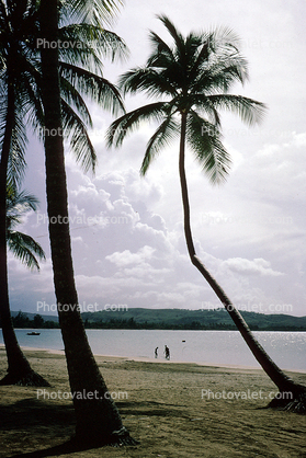 Beach, Sand, Bay, Palm Trees