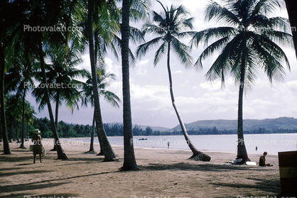 Palm Trees, palmtrees, Beach, Sand, Sandy
