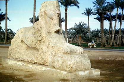Sphinx, Donkey, Palm Trees, 1950s