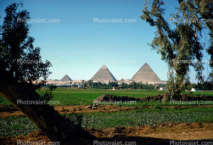 Pyramids of Giza, 1950s