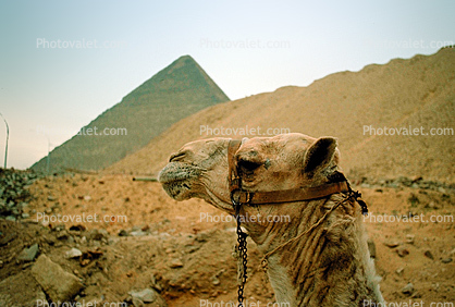 Head of a Camel, Pyramid, Giza