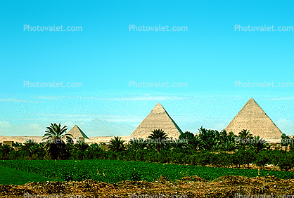 Oasis, Pyramid, Giza, palm trees