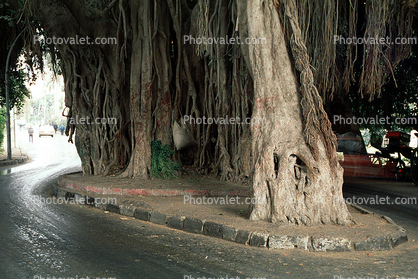 Tree root, landmark, Cairo
