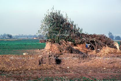 Mud Home, bush, trees, Beni Hassan, Digger