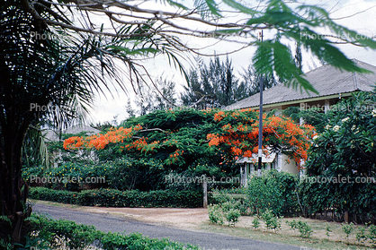 Bougainvillea, home, house, building