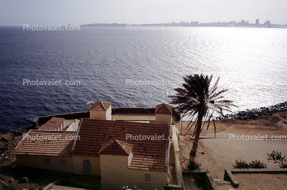 Palm Tree, Building, Dakar Skyline