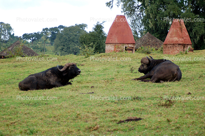Water Buffalo, Huts, Tree, Hills, Cottages, Buildings, Hotel, Thatched Roof, roundhouse, Sod