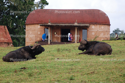 Water Buffalo, Huts, Tree, Hills, Cottages, Buildings, Glamping