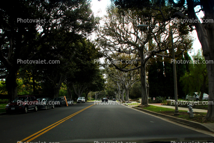 Street, trees