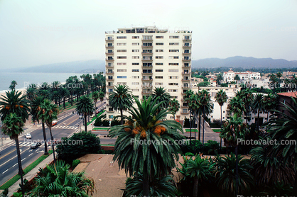 Ocean Avenue, Palm Trees, Santa Monica Bay