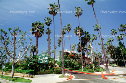 Beverly Hills Hotel, Palm Trees