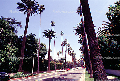 Palm Trees, Tree Lined Road