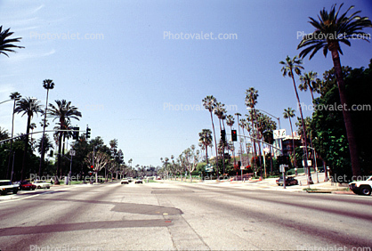 Palm Trees, Tree Lined Road