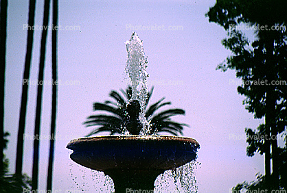 Water Fountain, aquatics, Palm Trees, pond
