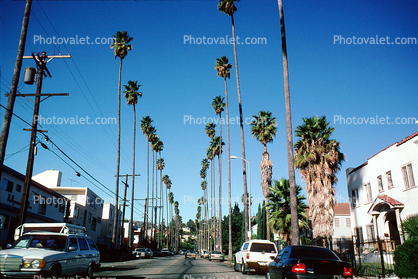 Beverly Hills, Palm Tree landmark, Cars, Street, Tall