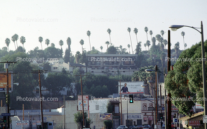 Sunset Boulevard, Palm Trees, Hill, Hillside Dwellings
