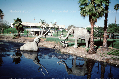American Mastodon (Mammut americanum), La Brea Tarpits, Hancock Park, 1950s