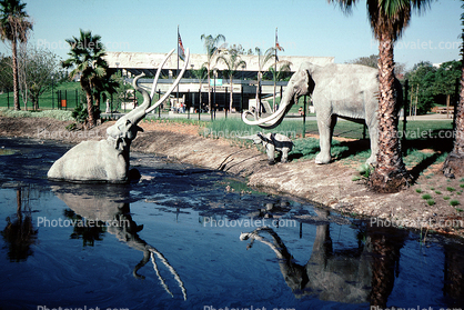 American Mastodon (Mammut americanum), La Brea Tarpits, Hancock Park