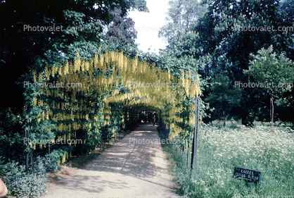 mimosa, arbor, June 1961, 1960s