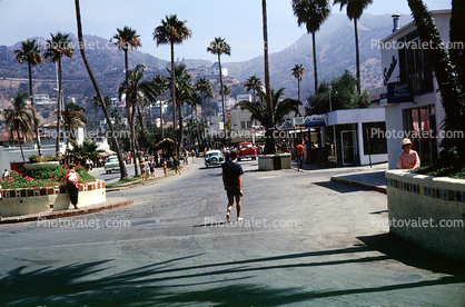 Avalon, Street, Palm Trees, August 1962, 1960s