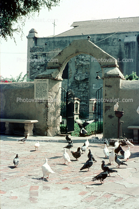 Pigeons, Mission San Gabriel, September 1970, 1970s