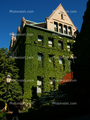 Ivy, building, University of Chicago