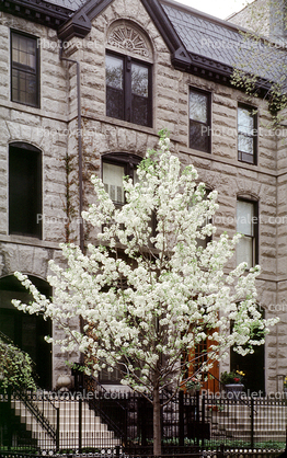 Springtime, Tree