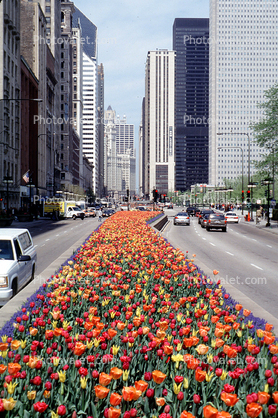 Tulips on Michigan Avenue